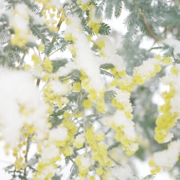 2026年ホトリ公募展年間スケジュール