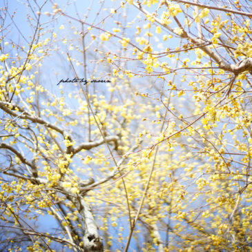 3月のイベント予定・営業カレンダー